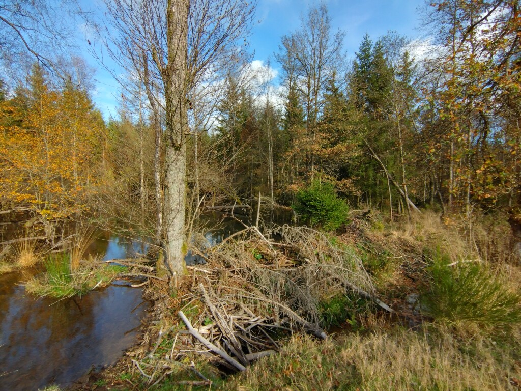 Milieu humide naturel en Ardenne. Propice au castor